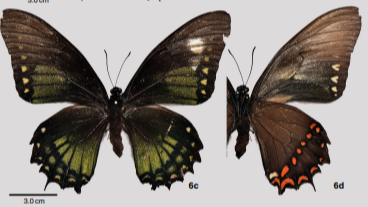 Estudio documenta más de 150 especies de mariposas en parque nacional de Ecuador