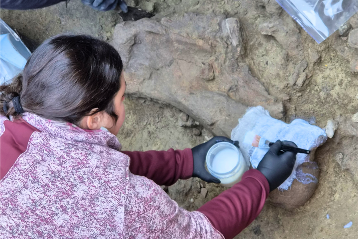Descubren restos de gonfoterio de 12 mil años en el antiguo lago Tagua Tagua