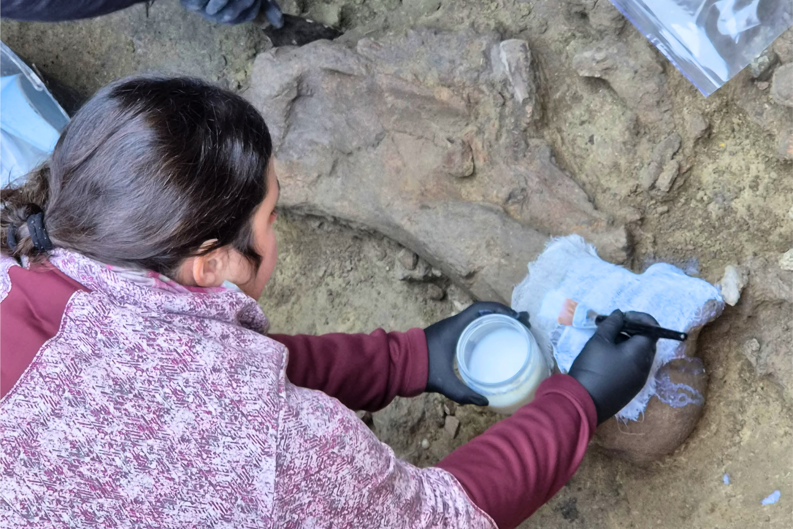 Descubren restos de gonfoterio de 12 mil años en el antiguo lago Tagua Tagua