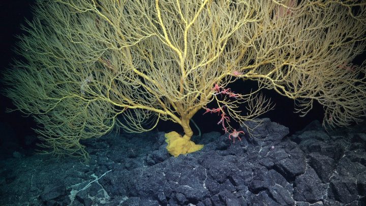 Un coral descubierto en la Dorsal de Nazca resolvió un enigma de más de cien años