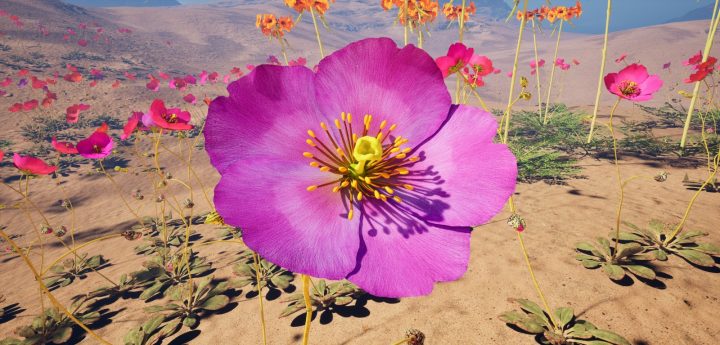Muestra de realidad virtual invita a explorar la visión de las abejas en flores nativas