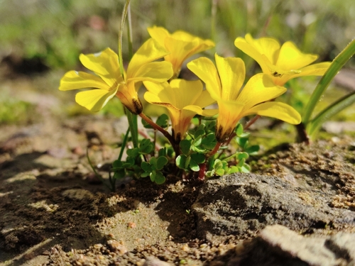 Plataforma iNaturalist Chile invita a monitorear el desierto florido 2026
