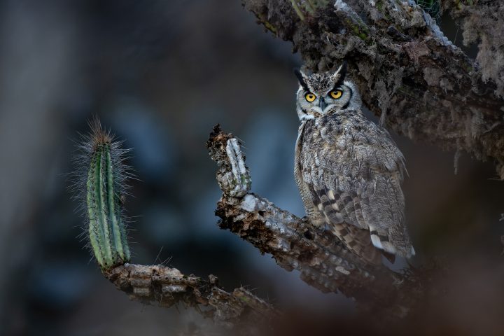 Fotógrafo chileno Francisco Castro gana premio Audubon con imagen del tucúquere