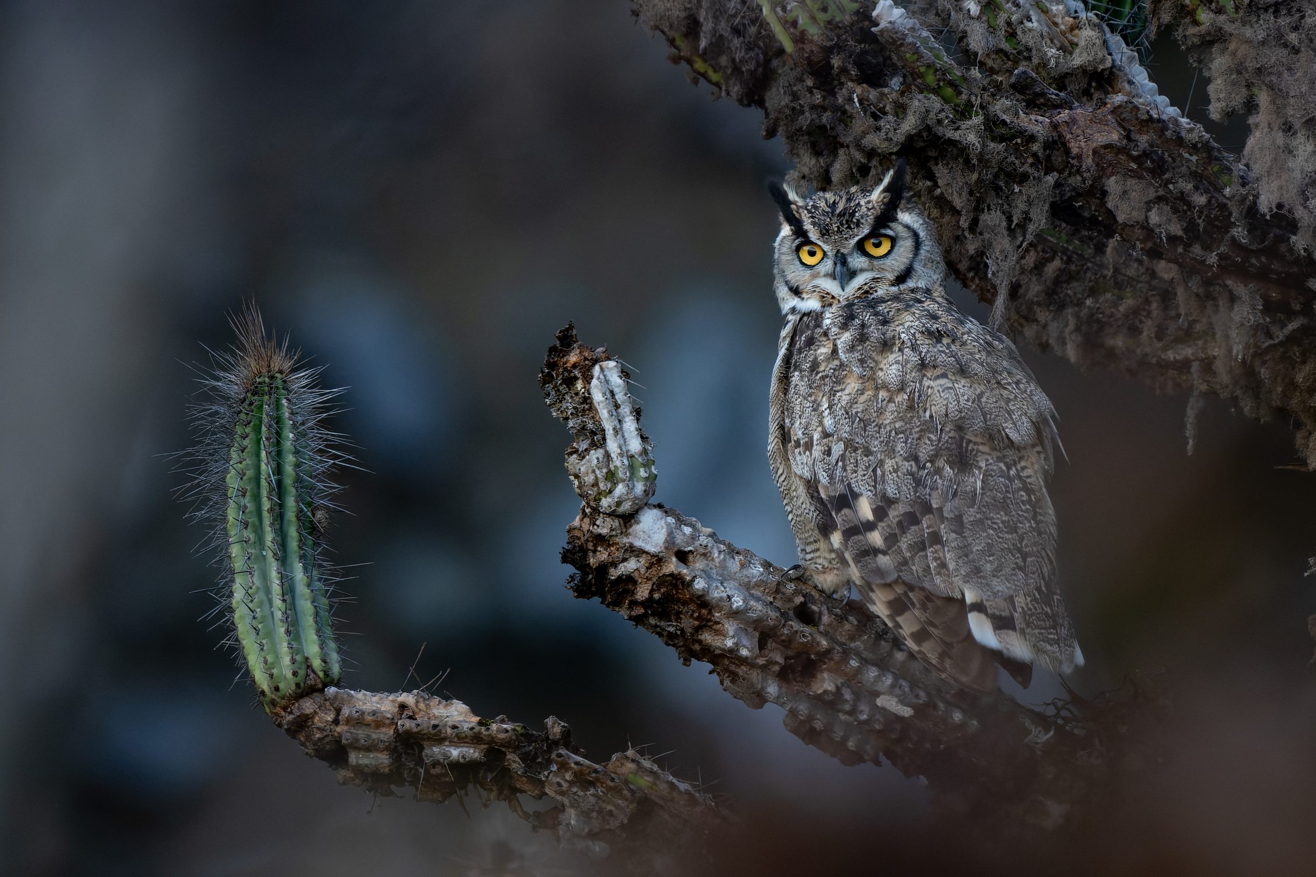 Fotógrafo chileno Francisco Castro gana premio Audubon con imagen del tucúquere