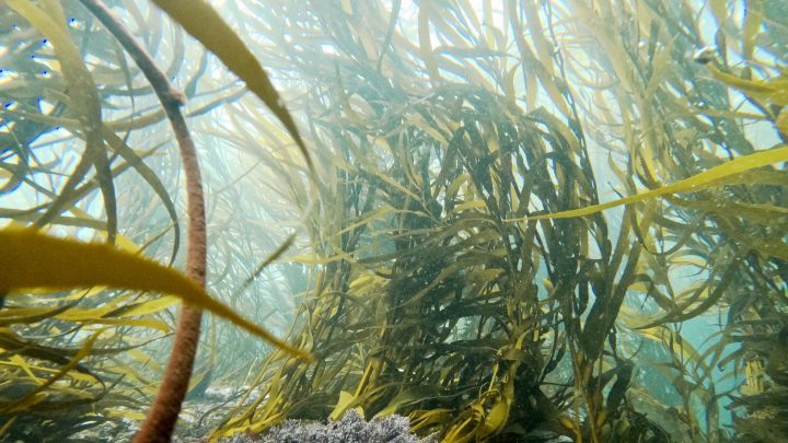 Estudio revela cómo el huiro gigante responde a distintas temperaturas a lo largo de Chile