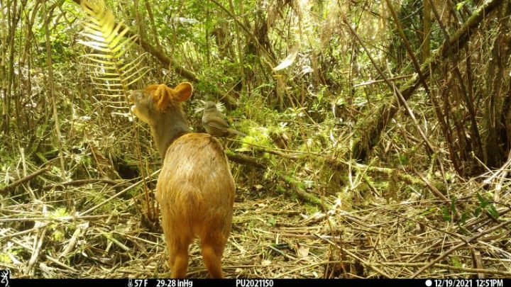 Imagen de estudio liderado por Fundación Rewilding Chile, Panthera, CONAF y la Universidad de Chile.
