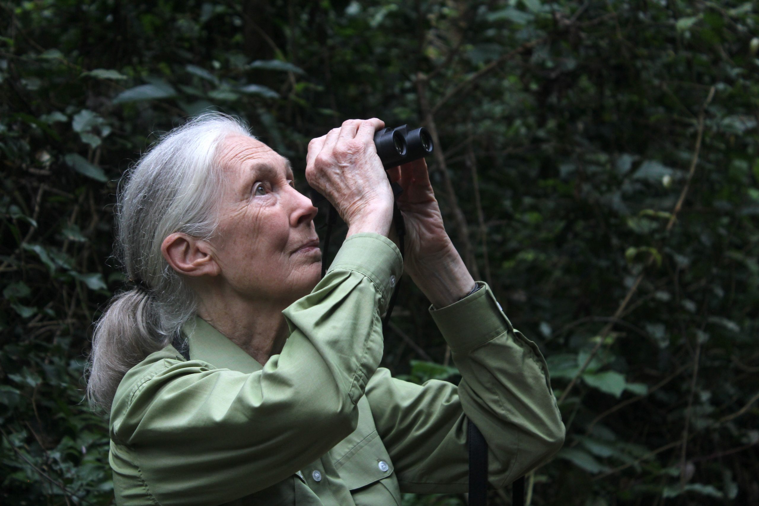 Conmemoran el primer aniversario del fallecimiento de Jane Goodall con actividades gratuitas