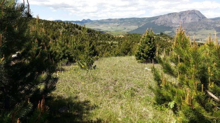 Pinos exóticos en el hemisferio sur crecen más rápido y resisten mejor la sequía