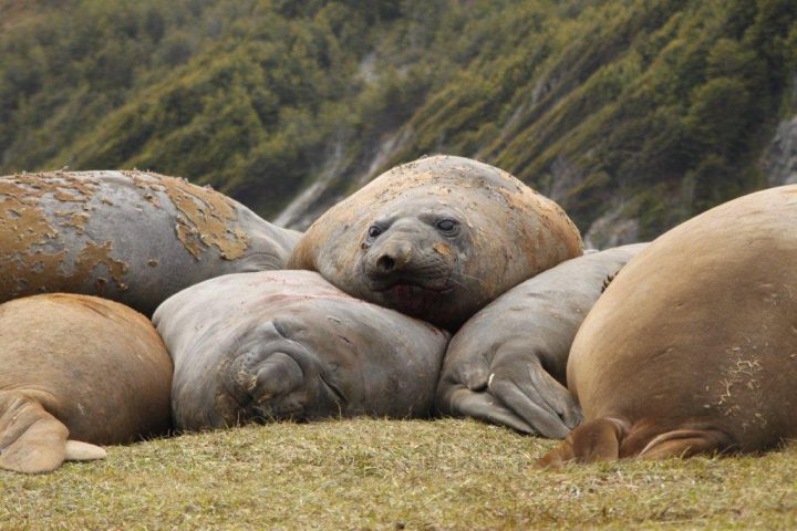 Estudio satelital revela inéditas rutas de migración de elefantes marinos en la Patagonia