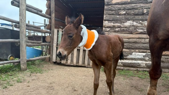 Hito científico: nace el primer clon equino desarrollado en Chile