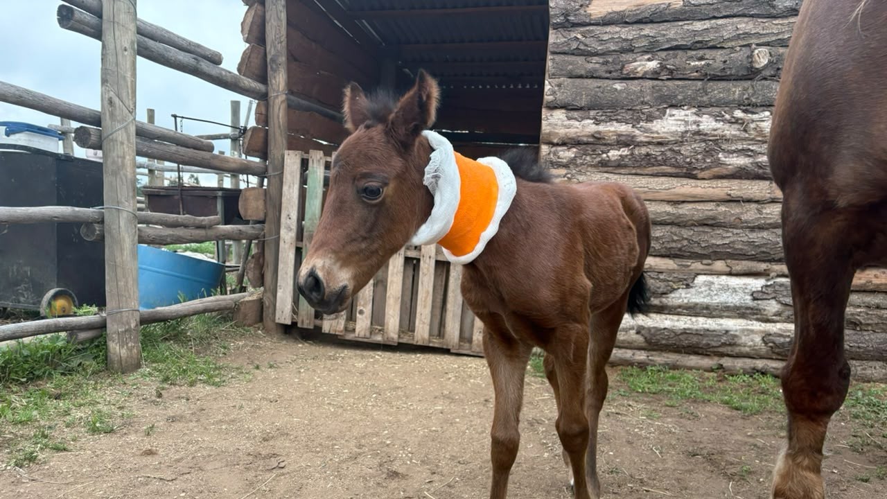 Hito científico: nace el primer clon equino desarrollado en Chile