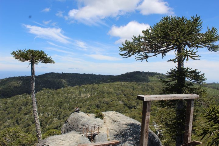 Estudio advierte que los bosques de araucaria entrarían en Peligro Crítico hacia 2060