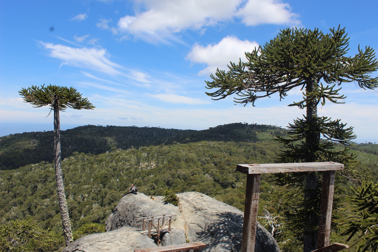 Estudio advierte que los bosques de araucaria entrarían en Peligro Crítico hacia 2060