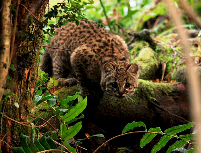 Estudio propone nuevo método para el seguimiento del gato güiña