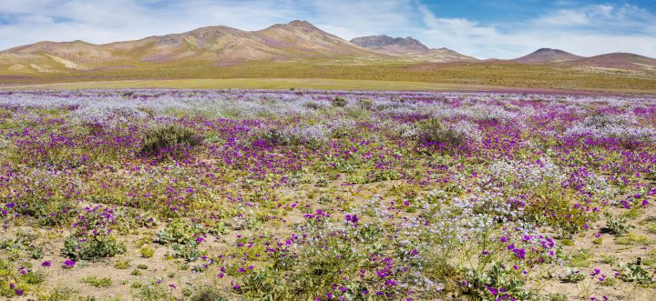 SMA instruye medidas obligatorias preventivas a proyectos de energías renovables ante el Desierto Florido