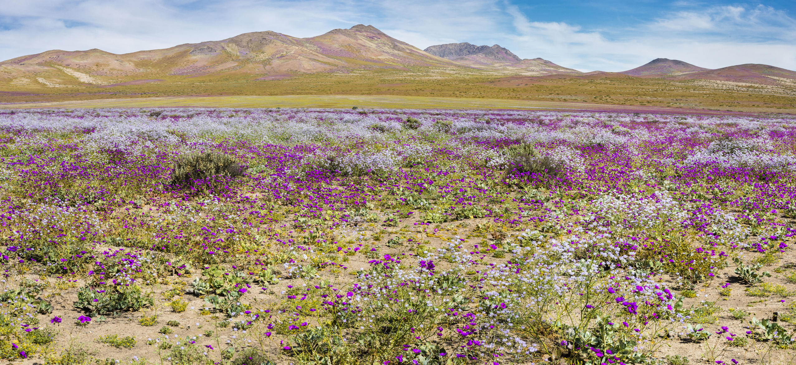 SMA instruye medidas obligatorias preventivas a proyectos de energías renovables ante el Desierto Florido