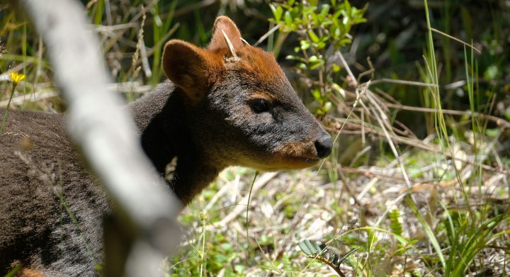 Hábitos nocturnos y una relación con el chucao: Estudio revela interacciones del pudú en el Parque Pumalín