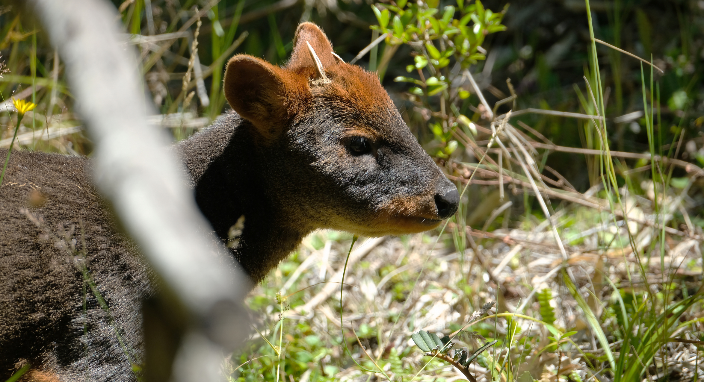 Hábitos nocturnos y una relación con el chucao: Estudio revela interacciones del pudú en el Parque Pumalín