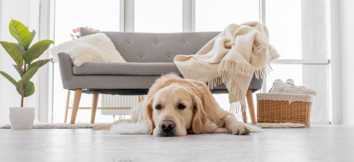 Estudio muestra que perros y humanos prefieren las consonantes
