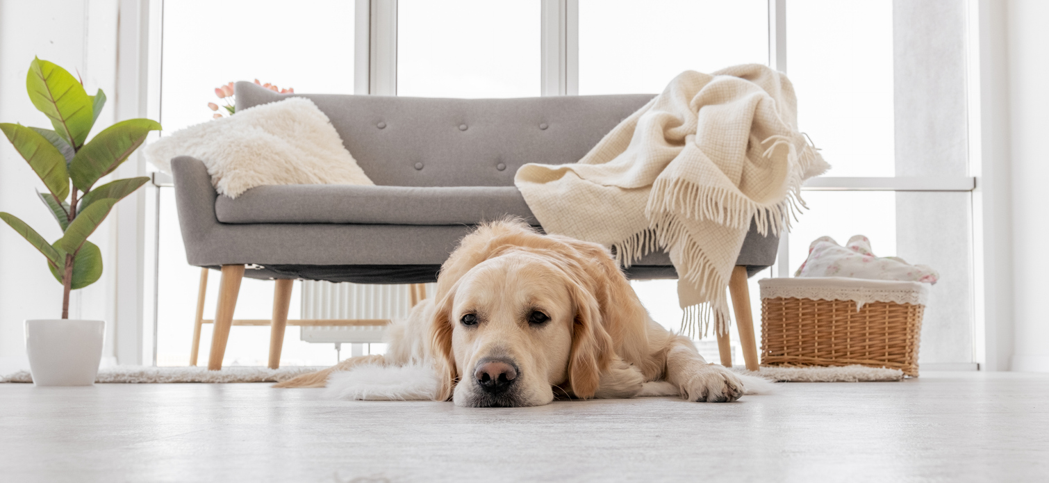 Estudio muestra que perros y humanos prefieren las consonantes