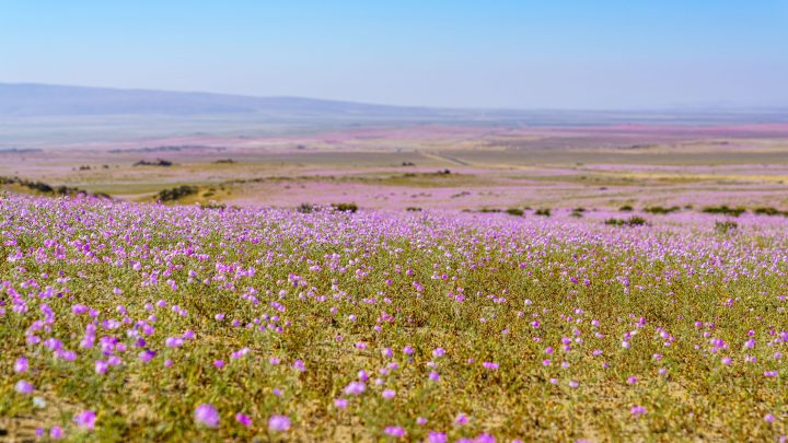 Equinoccio de primavera: Expertos aclaran mitos, efectos en la salud y relación con el desierto florido