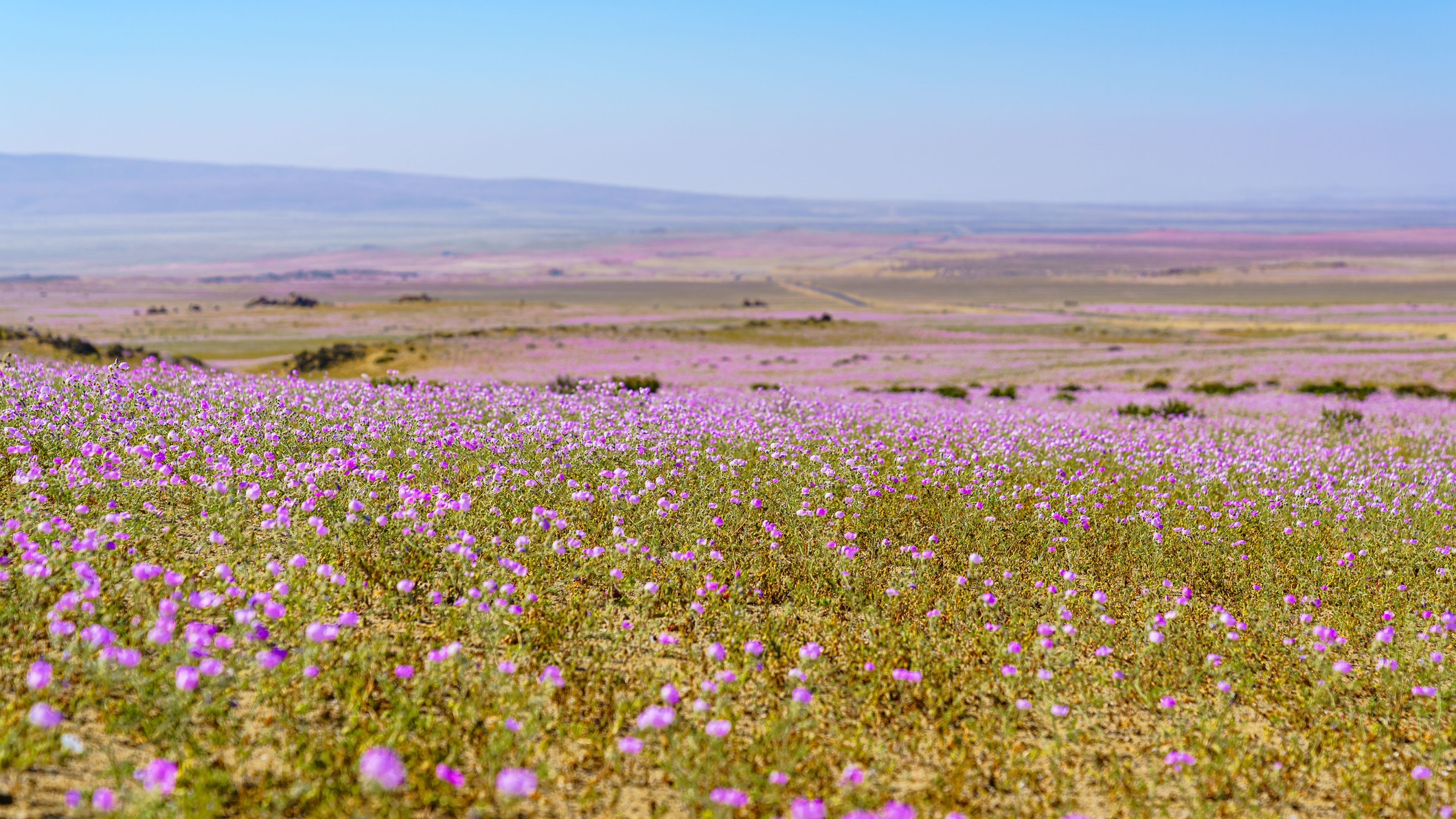 Equinoccio de primavera: Expertos aclaran mitos, efectos en la salud y relación con el desierto florido