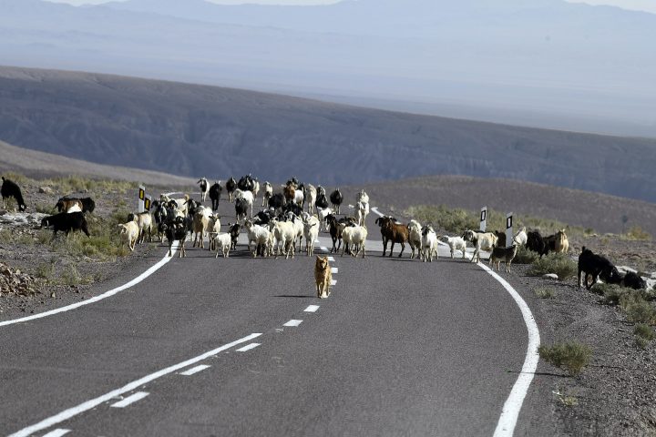 Estudian cómo la movilidad entre campo y ciudad sostiene el territorio aymara
