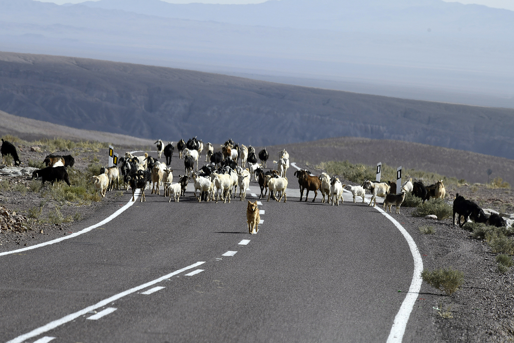 Estudian cómo la movilidad entre campo y ciudad sostiene el territorio aymara