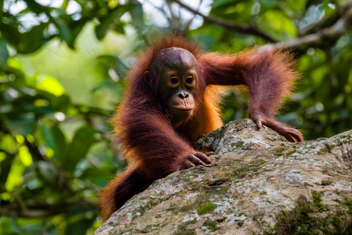 El estilo de aprendizaje de los orangutanes define su supervivencia