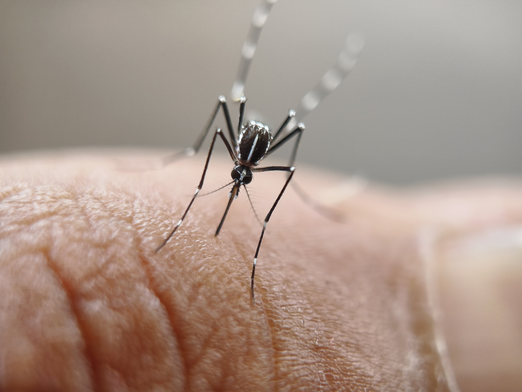 Expertos advierten riesgo de endemia por expansión del mosquito Aedes aegypti en Antofagasta