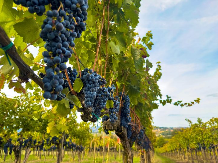 VitiScience: Nace nuevo centro chileno de ciencia aplicada al vino y la uva