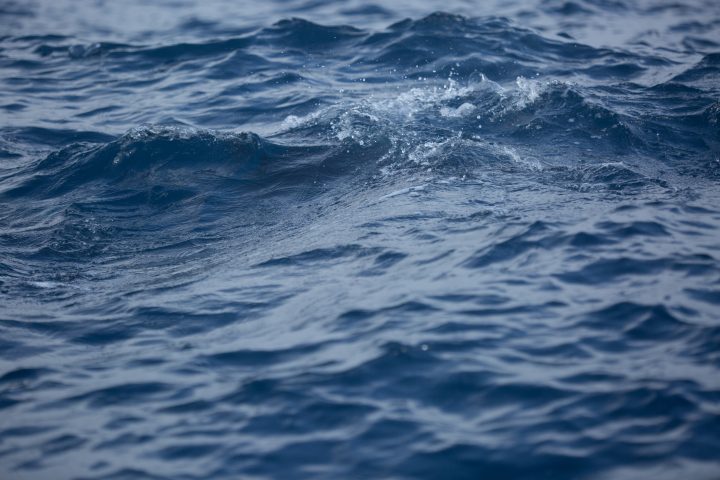 Estudian el estado ambiental del Golfo de Arauco y el potencial de sus especies marinas