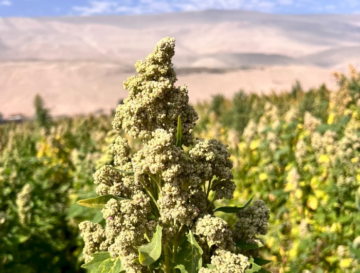 Científicos desarrollan cinco nuevas variedades de quinoa chilena