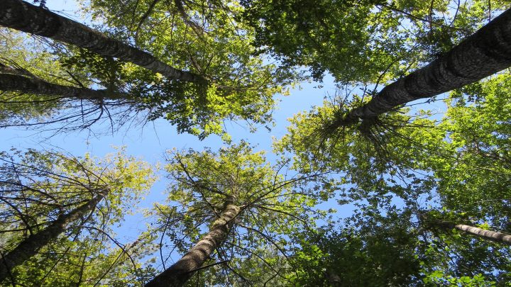 Los secretos del chagual, el arrayán y el ruil: Tres joyas de la biodiversidad chilena