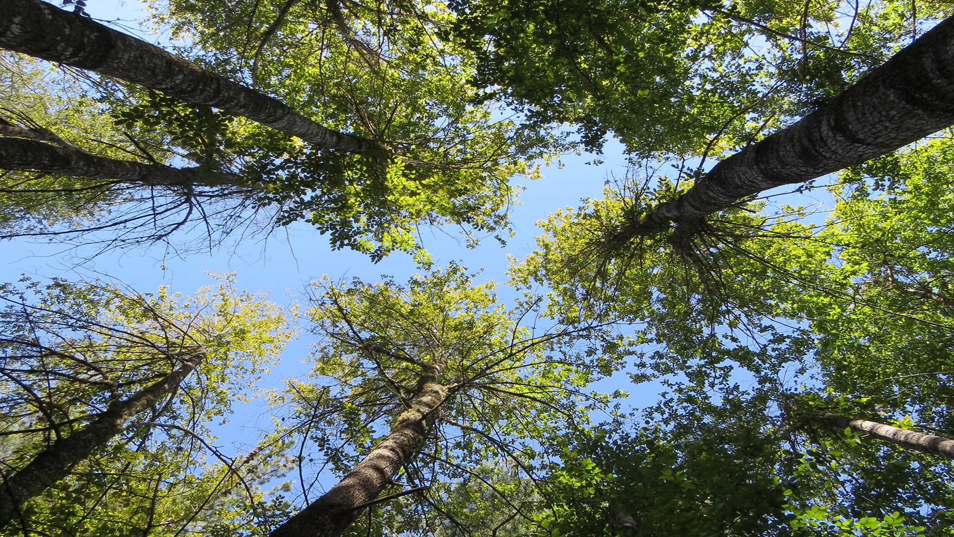 Los secretos del chagual, el arrayán y el ruil: Tres joyas de la biodiversidad chilena