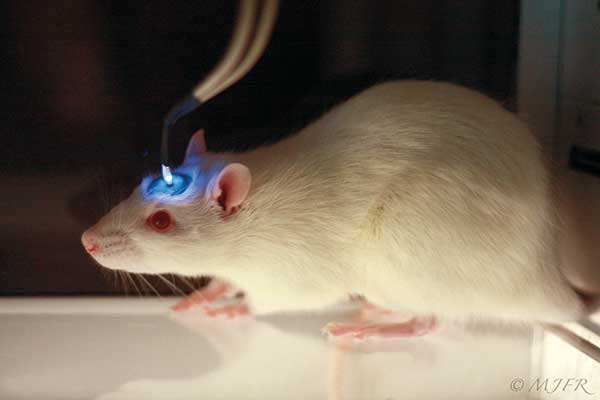 Premio Nobel de Medicina 2026: Los pioneros de la optogenética y el poder de controlar neuronas con luz
