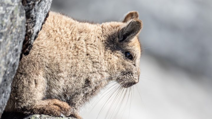 Cámara trampa registra a vizcacha patagónica disfrutando de un baño de tierra en Cochamó