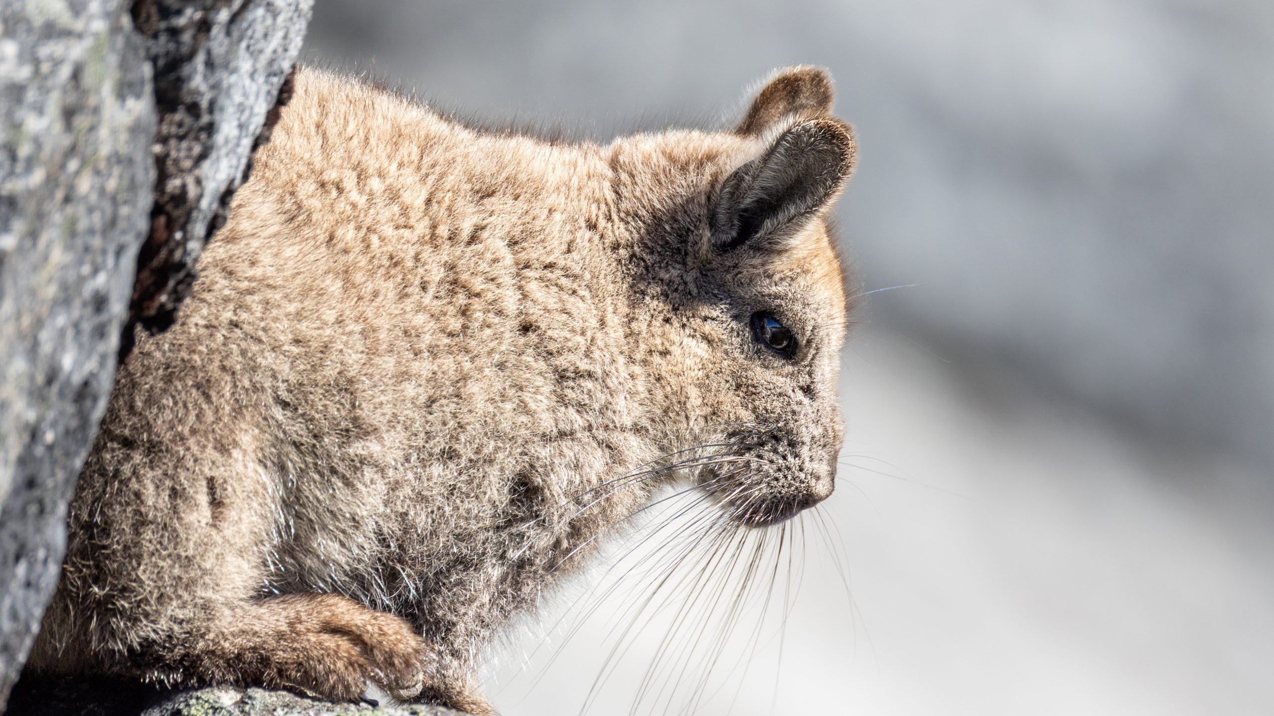 Cámara trampa registra a vizcacha patagónica disfrutando de un baño de tierra en Cochamó