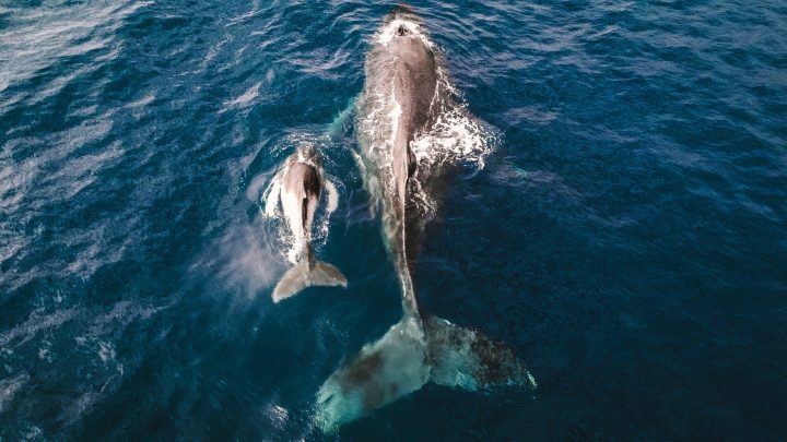 Rastreo de ballena jorobada podría confirmar a Rapa Nui como zona de reproducción y crianza