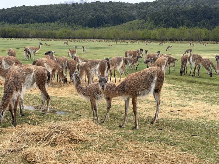 Chile busca reintroducir guanacos para recuperar su presencia en la precordillera de La Araucanía