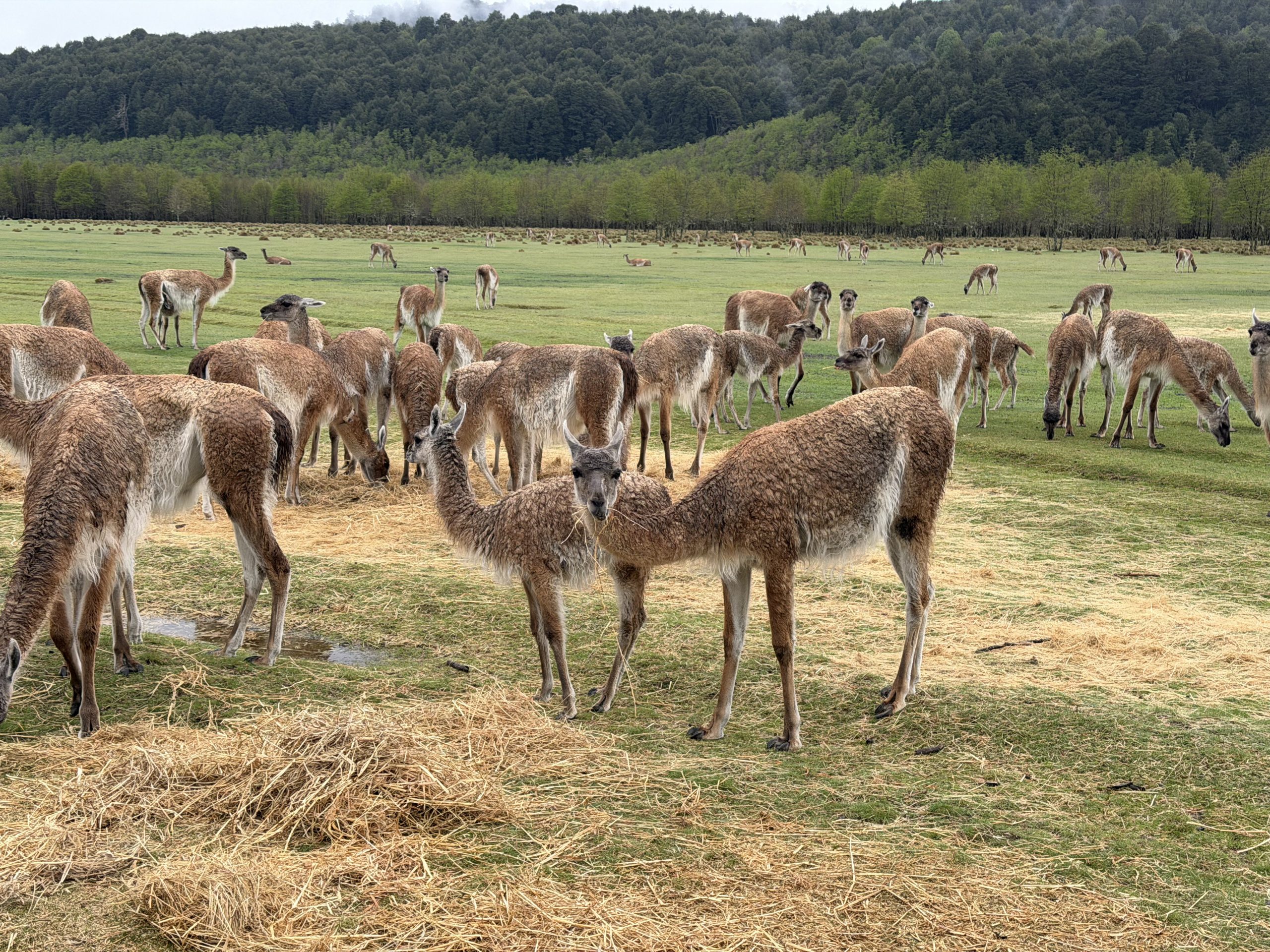 Chile busca reintroducir guanacos para recuperar su presencia en la precordillera de La Araucanía