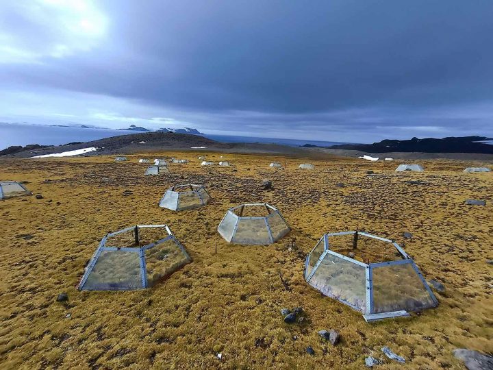Las dos únicas plantas con flores de la Antártica enfrentan el calentamiento global con estrategias opuestas