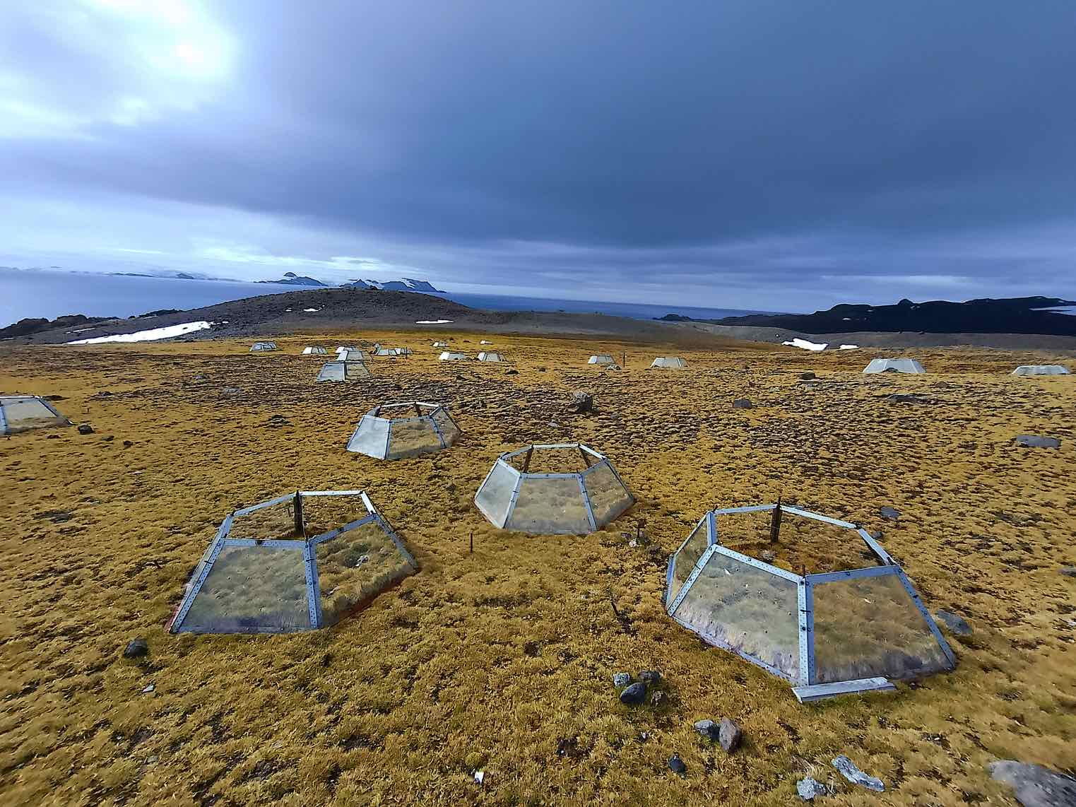 Las dos únicas plantas con flores de la Antártica enfrentan el calentamiento global con estrategias opuestas