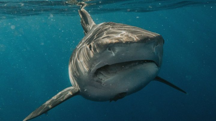 Esfuerzo internacional condensó 145 millones de años de historia de tiburones y rayas
