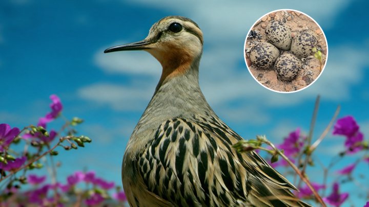 Chorlo de campo: Ave amenazada fue sorprendida escondiendo sus huevos en el desierto florido