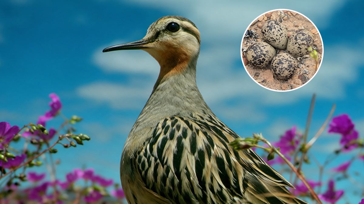 Chorlo de campo: Ave amenazada fue sorprendida escondiendo sus huevos en el desierto florido