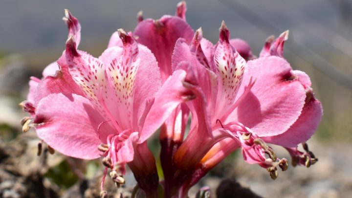 Investigadores exploran el potencial genético de las Alstroemerias andinas para la floricultura mundial