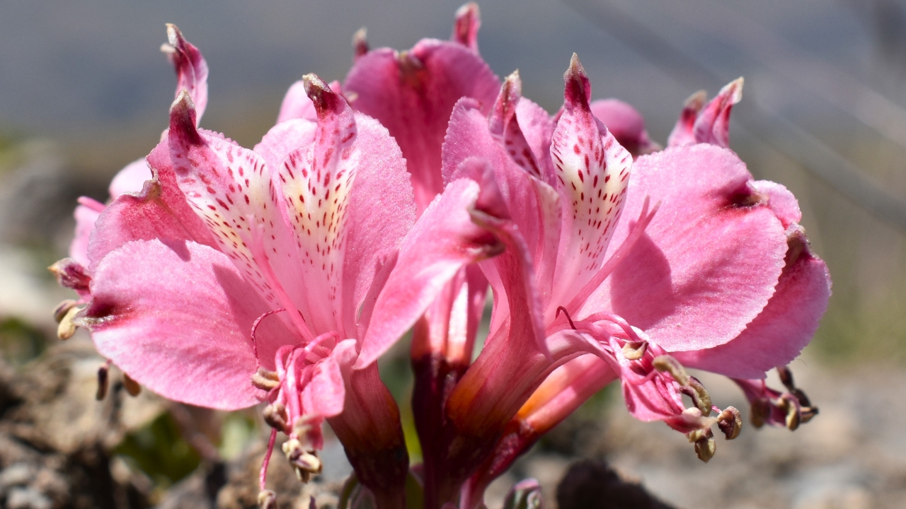 Investigadores exploran el potencial genético de las Alstroemerias andinas para la floricultura mundial