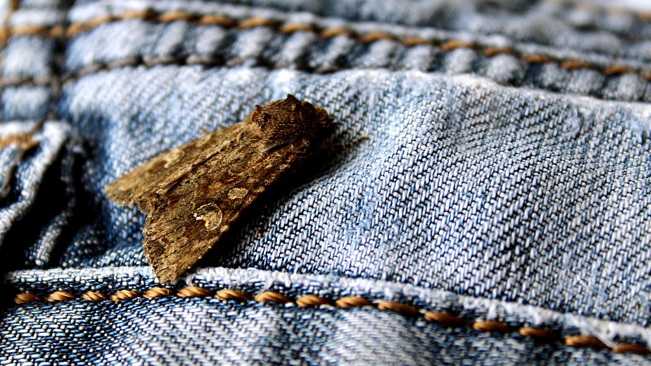 Son sus larvas: Aclaran que las polillas adultas no se comen la ropa