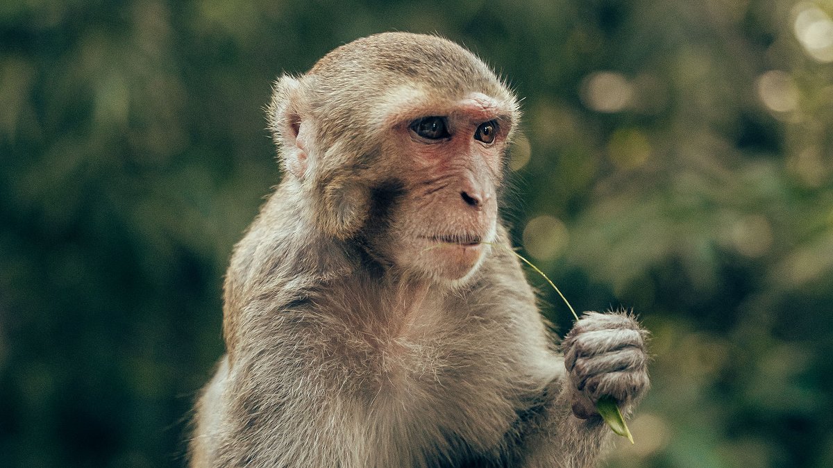 Experimento con heces descubrió que, tras enfermar, los macacos se vuelven más precavidos